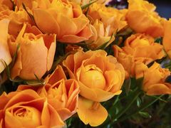 -静岸花卉园艺(三星坊店)