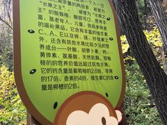 -大岭沟猕猴桃谷风景区