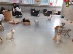 -Heymao猫咖.咖啡厅(东门店)