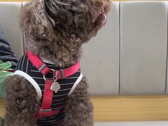 -美联众合动物医院·24h转诊中心