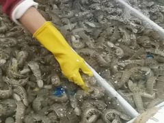 -大湾区中央湿地公园-十九涌