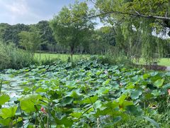 -昆山城市生态森林公园
