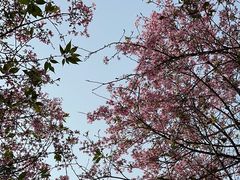 -天适樱花悠乐园