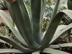 -南通洲际绿博园