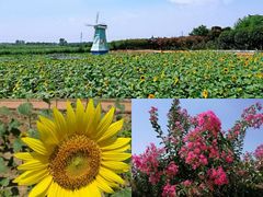 -武汉紫薇都市田园