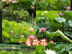 -洛阳市隋唐城遗址植物园