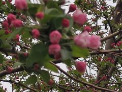 -海棠花溪(元大都城垣遗址公园)