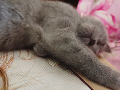 -艾贝尔宠物医院·24H转诊中心·肿瘤猫专科(江宁双龙店)