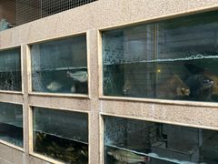 -胖大姐黄辣丁鱼庄(新津店)