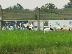 -盐城丹顶鹤湿地生态旅游区