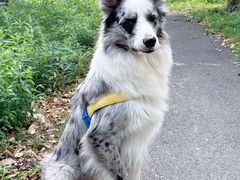 -翊宠yipet猫狗购宠庄园犬舍•猫舍