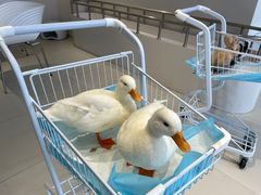 -怪兽屋·羊驼·猫咖·狗咖(俊华广场店)