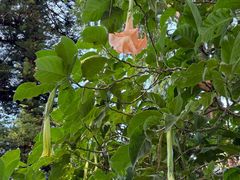 -墨尔本皇家植物园