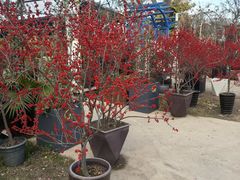 -龙大花卉苗木市场