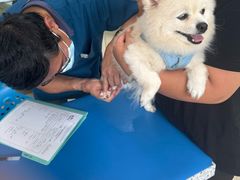 -瑞派申生动物医院·24H夜诊·国际动物医疗中心·骨外科(吴中路店)