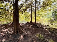 -溱湖国家湿地公园