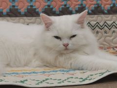 -楼上猫咖(罗湖店)