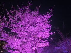 -西北湖绿化广场