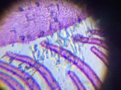 -斯坦星球AI编程·机器人科创·科学实验·信奥·思维·STEM·积木拼搭·竞赛考级(浦东联洋广场大拇指龙阳御桥中心)