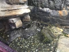 -上海大自然野生昆虫馆(东方明珠·爬宠昆虫探索中心)