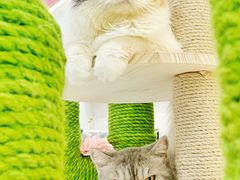 -喵园·猫主题咖啡厅·撸猫·猫咖(国贸店)