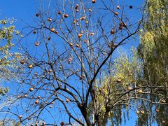 -三里屯东五街银杏大道