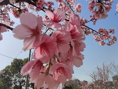-顾村公园