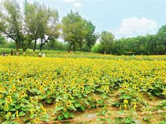 -长白岛森林公园