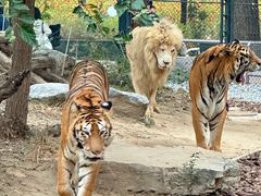 -北京野生动物园