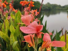景点-成都大熊猫繁育研究基地