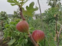 -樂桃源奉贤黄桃种植采摘基地
