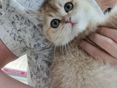 -lincat·猫舍(广州店)