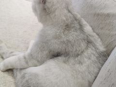 -藏猫猫咖啡主题馆(中央大道店)