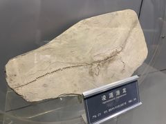 -中国地质大学逸夫博物馆