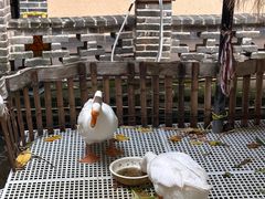 -优之名鹅城