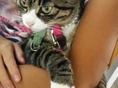 android_upload_pic-海边的猫和咖啡馆