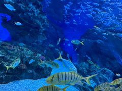 -海合安成都极地海洋公园