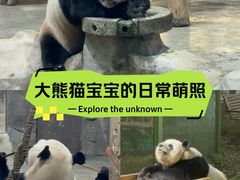 -栾川竹海野生动物园