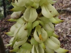 -火炉山森林公园