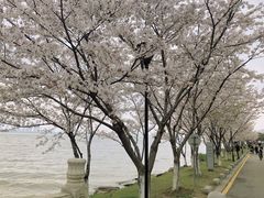 -白鹭园