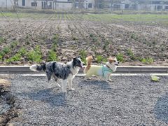 -翊宠yipet猫狗购宠庄园犬舍•猫舍