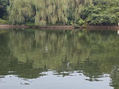 -金花茶公园