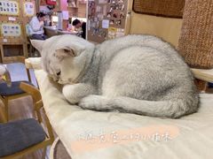 -滚猫咖啡·猫咖·猫友好撸猫(未来城店)