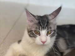 -飞行喵MR PILOT|猫舍·猫咖(静安大融城店)