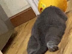 -伟伟宠物医院·CT影像中心·瑞派犬猫综合性门诊(汉口总院)