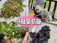 -宏泰园蔬果专业合作社