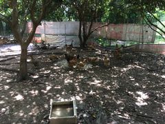 鸡场-邹记·美食(斗门店)