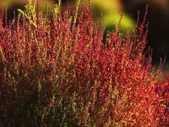 -花开海上生态园