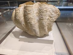 -青岛贝壳博物馆