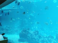 -海棠湾洲际-涛·海底餐厅·美人鱼·自助餐·海底隧道